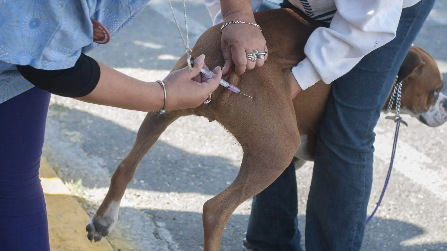 393530_Esterilización Perros Gatos-7_web